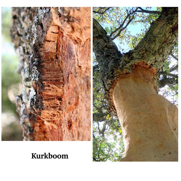 Ketting  van KURK 1  lijns,  licht naturel